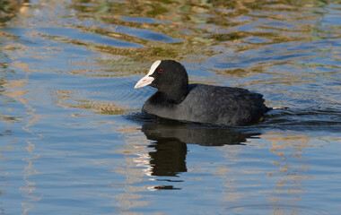 Eurasian coot, Fulica atra. A bird floats on the river