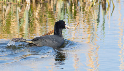 Eurasian coot, Fulica atra. A bird carries a plant stem in its beak to build its nest