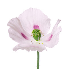 Poppy flower isolated on white background. Single pink opium poppy. Papaver somniferum. Clipping path.