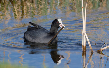 Eurasian coot, Fulica atra. A bird carries a plant stem in its beak to build its nest