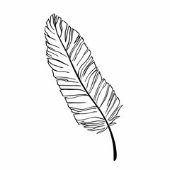 Hand drawn bird feather. Vector illustration isolated on white background.