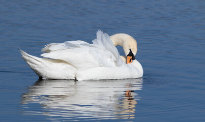 Mute swan, Cygnus olor. A bird brushing its feathers