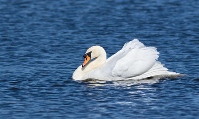 Obraz premium Mute swan, Cygnus olor. The male ducks his head to his body and swims down the river to chase away his rival