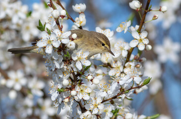 Common chiffchaff, Phylloscopus collybita. Spring. A bird sits on a branch of a blossoming fruit tree