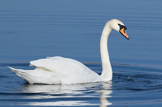 Mute swan, Cygnus olor. A bird floats on the river