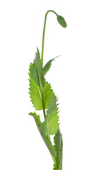 Poppy plant isolated on white background. Green seed pod of opium poppy . Papaver somniferum. Clipping path.