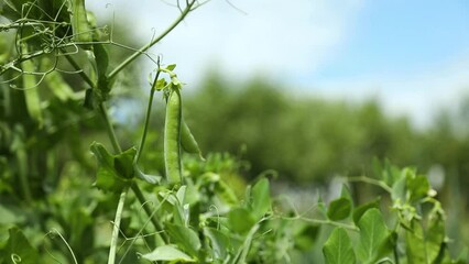 The green peas in the vegetable garden, agricultural field with ripe peas