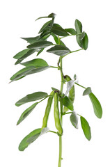 Green bush of broad beans, isolated on white background. Fava beans.