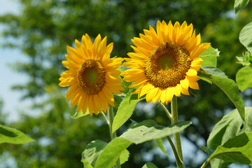 白く妖艶な古代ハスの花
