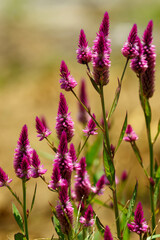 Obraz premium ピンク色が可愛いケイトウ