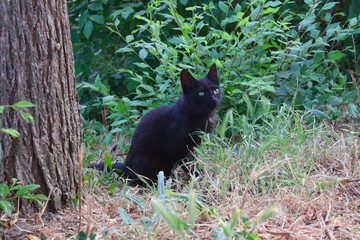 A black cat sits in the forest among the grass and bushes.