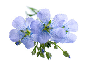 Fototapeta premium Flax flowers isolated on white background. Blue common flax, linseed or linum usitatissimum.