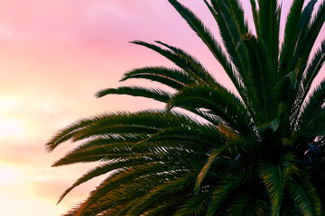 palm tree leaves
