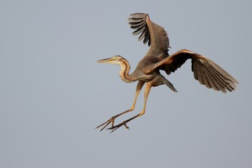 heron in flight