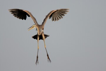 Red heron flight