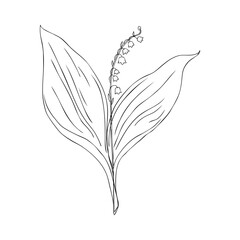 Lily of the valley branch, Convallaria flower, outline muguet isolated on white background botanical hand drawn sketch vector doodle illustration for design package cosmetic, greeting card, wedding