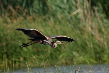 Heron in flight