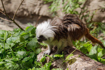 Naklejka premium A Cotton-Top Tamarin Monkey. Saguinus oedipus