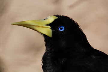 Crested Oropendola. Close up Psarocolius decumanus