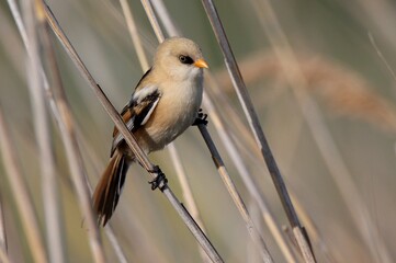 Bearded tit portrait