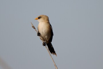Bearded tit