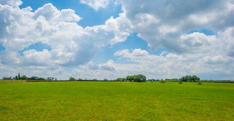 Fields and vegetables in a green hilly grassy landscape under a blue sky in sunlight in spring, Voeren, Limburg, Belgium, June, 2022