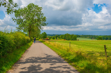 Fototapeta na wymiar Fields and vegetables in a green hilly grassy landscape under a blue sky in sunlight in spring, Voeren, Limburg, Belgium, June, 2022