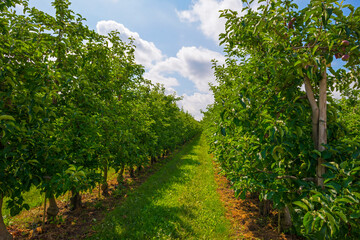 Fototapeta na wymiar Apple trees in an orchard in a green grassy meadow in bright sunlight in springtime, Voeren, Limburg, Belgium, Voeren, Limburg, Belgium, June, 2022