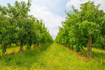 Fototapeta premium Apple trees in an orchard in a green grassy meadow in bright sunlight in springtime, Voeren, Limburg, Belgium, Voeren, Limburg, Belgium, June, 2022