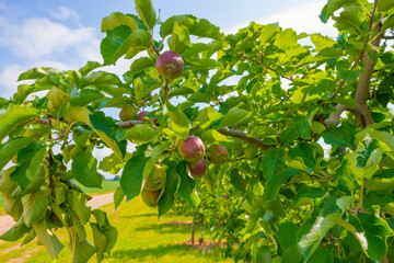 Apple trees in an orchard in a green grassy meadow in bright sunlight in springtime, Voeren, Limburg, Belgium, Voeren, Limburg, Belgium, June, 2022