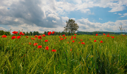 Colorful wild flowers in a green grassy meadow in bright sunlight in springtime, Voeren, Limburg, Belgium, June 11, 2022
