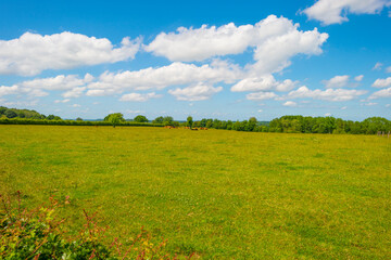 Fields and trees in a green hilly grassy landscape under a blue sky in sunlight in spring, Voeren, Limburg, Belgium, June, 2022