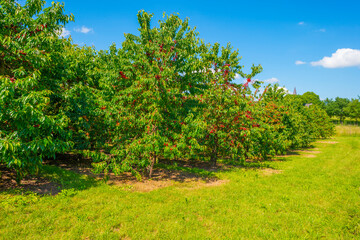 Fototapeta na wymiar Sour cherries in an orchard in a green grassy meadow in bright sunlight in springtime, Voeren, Limburg, Belgium, Voeren, Limburg, Belgium, June, 2022