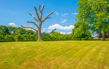 Fields and trees in a green hilly grassy landscape under a blue sky in sunlight in spring, Voeren, Limburg, Belgium, June, 2022