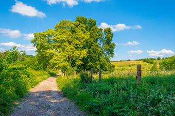 Fields and trees in a green hilly grassy landscape under a blue sky in sunlight in spring, Voeren, Limburg, Belgium, June, 2022