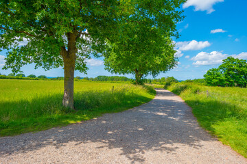 Fields and trees in a green hilly grassy landscape under a blue sky in sunlight in spring, Voeren, Limburg, Belgium, June, 2022