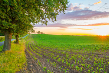 Fields and trees in a green hilly grassy landscape under a blue sky at sunset in spring, Voeren, Limburg, Belgium, June, 2022