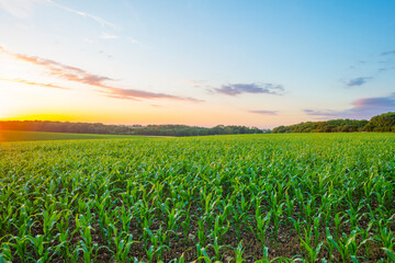 Fields and trees in a green hilly grassy landscape under a blue sky at sunset in spring, Voeren, Limburg, Belgium, June, 2022