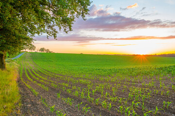 Fototapeta na wymiar Fields and trees in a green hilly grassy landscape under a blue sky at sunset in spring, Voeren, Limburg, Belgium, June, 2022