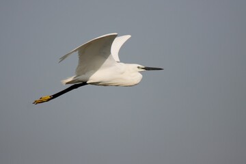 Little egret flight
