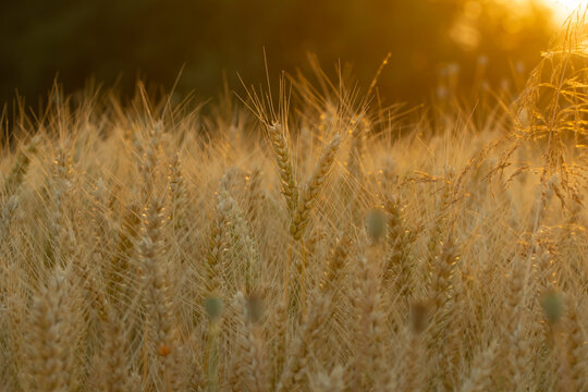 Reifer Weizen in der Abendsonne