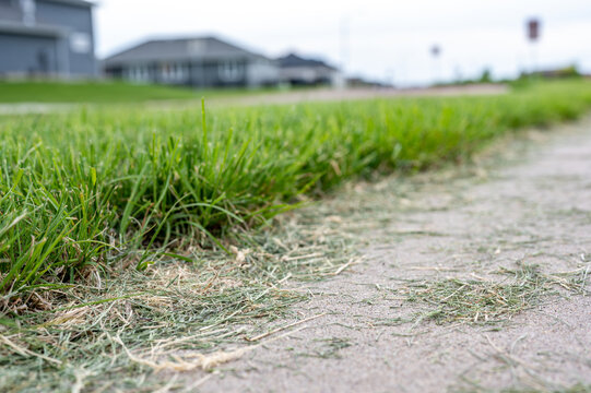 Grass clippings strewn across a residential sidewalk after mowing. 