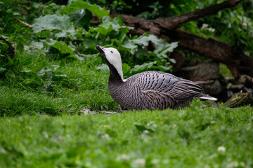 Emperor Goose, Anser canagicus close up