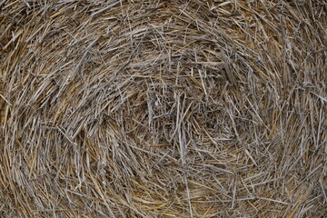 Hay for compost, hay or dry grass, natural material, haystack closeup, straw texture.