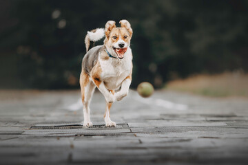 a mongrel dog runs after a ball in the park on a green background