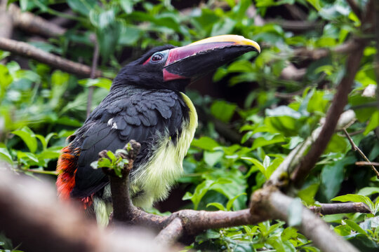 Green Aracari Pteroglossus viridis is sitting on a branch