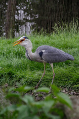 A grey heron. Ardea cinerea in the wild