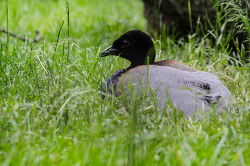 grey-winged trumpeter, Psophia crepitans sitting on the rain forest floor