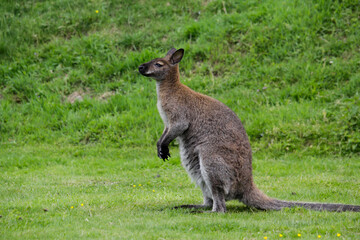 Naklejka na ściany i meble Red-necked wallaby. Macropus rufogriseus, also known as the Bennett's wallaby.