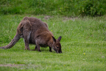 Red-necked wallaby. Macropus rufogriseus, also known as the Bennett's wallaby.